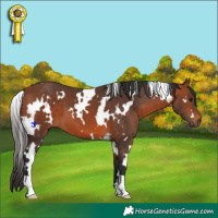 Horse Color:White Spotted Bay 