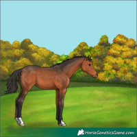 Horse Color:Bay 