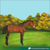 Horse Color:Bay 