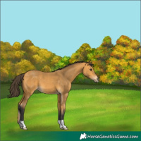 Horse Color:Buckskin 