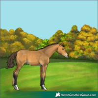 Horse Color:Buckskin 
