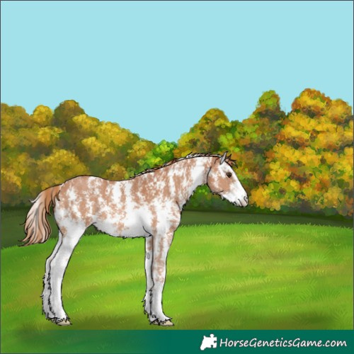 Horse Color:Chestnut Sabino 