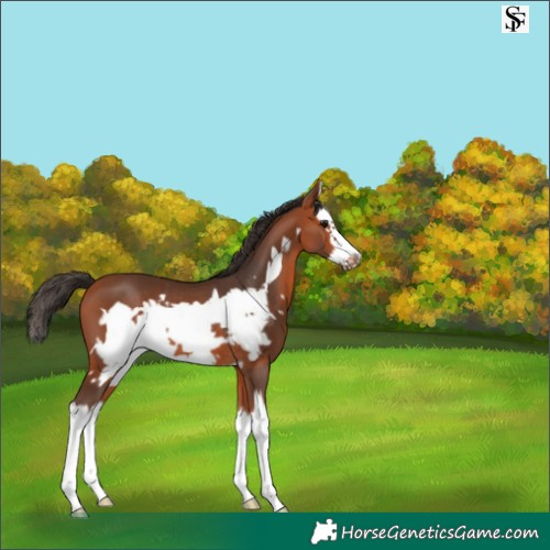 Horse Color:Bay Splash Frame Rabicano 