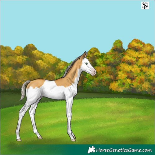 Horse Color:Gray Silver Amber Cream Champagne Dun Splash 