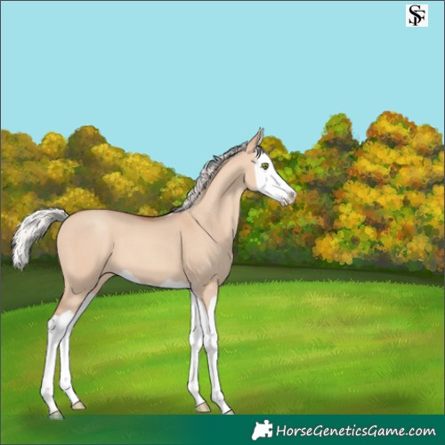 Horse Color:Silver Amber Champagne Dun Splash 