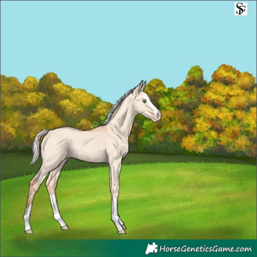 Horse Color:Silver Amber Champagne Dun Splash 