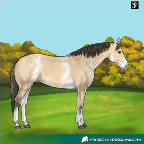Horse Color:White Spotted Buckskin Dun 