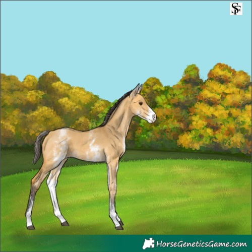 Horse Color:White Spotted Buckskin Dun 