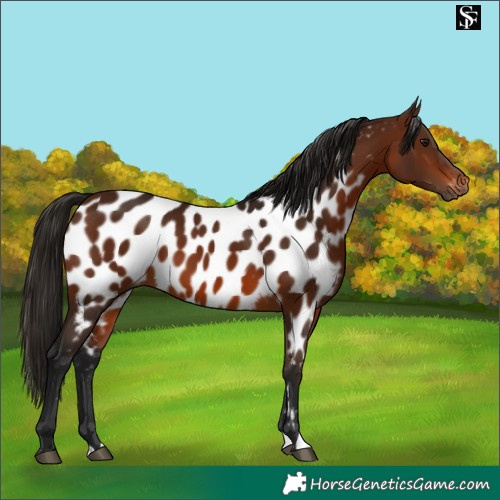 Horse Color:Gray Bay Near Leopard 