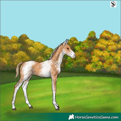 Horse Color:White Spotted Chestnut 