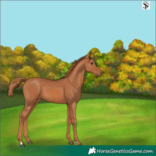 Horse Color:Chestnut 