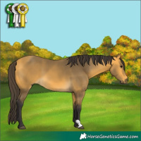 Horse Color:Buckskin 