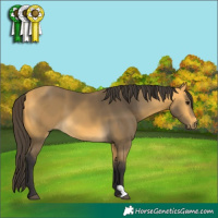 Horse Color:Buckskin