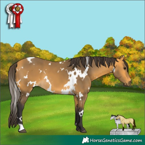 Horse Color:White Spotted Buckskin