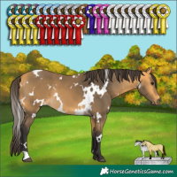 Horse Color:White Spotted Buckskin