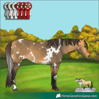 Horse Color:White Spotted Buckskin 