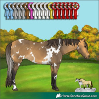 Horse Color:White Spotted Buckskin