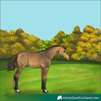Horse Color:Buckskin 