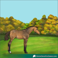 Horse Color:Buckskin
