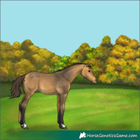 Horse Color:Buckskin 