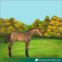 Horse Color:Buckskin 