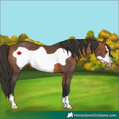 Horse Color:Bay Frame 