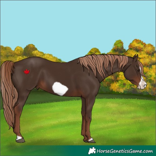 Horse Color:Liver Chestnut Frame 