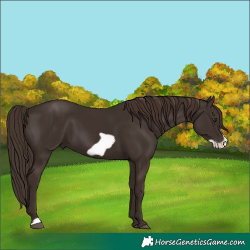 Horse Color:Liver Chestnut Frame 