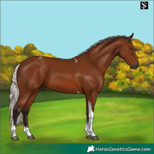 Horse Color:Gray Silver Bay Tobiano