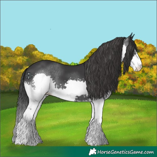 Horse Color:Black Splash 