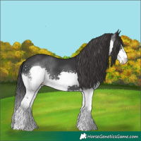 Horse Color:Black Splash