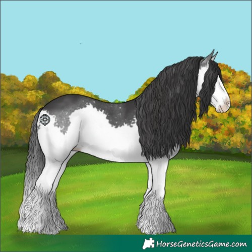 Horse Color:Black Splash 
