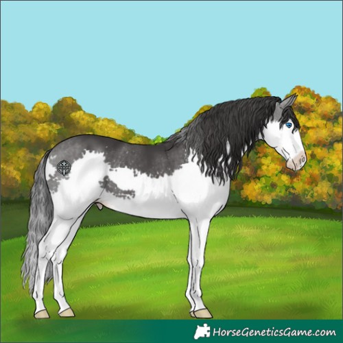 Horse Color:Black Splash 