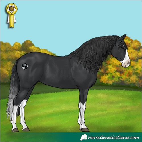 Horse Color:Black Splash 