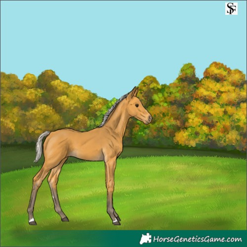 Horse Color:Silver Buckskin 