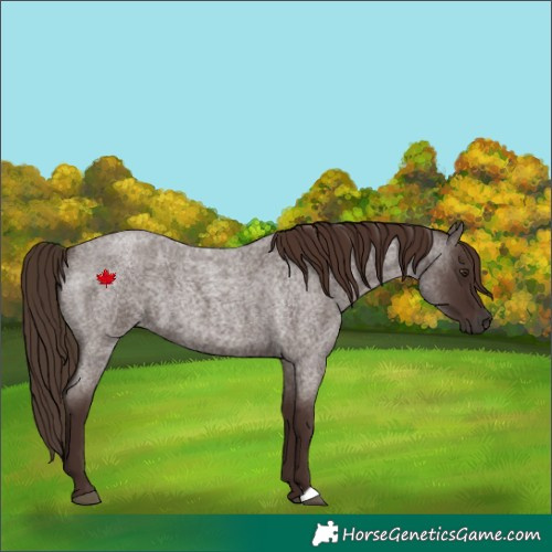 Horse Color:Liver Red Roan 