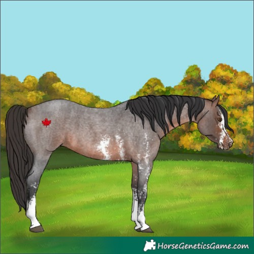 Horse Color:Brown Roan Sabino 