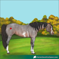 Horse Color:Brown Roan Sabino