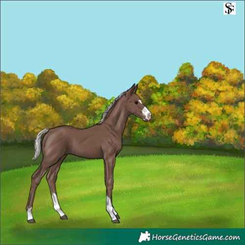 Horse Color:Silver Black 
