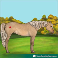 Horse Color:Chocolate Palomino Dun