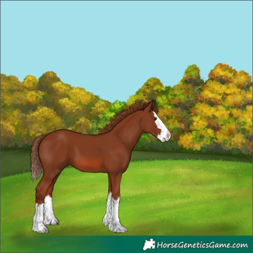 Horse Color:Chestnut Splash 