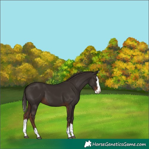 Horse Color:Liver Chestnut Splash 