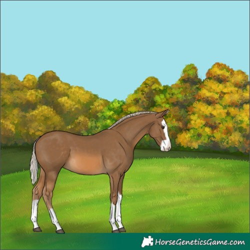 Horse Color:Chocolate Palomino Splash 