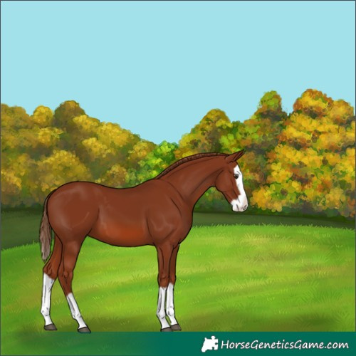 Horse Color:Chestnut Splash 