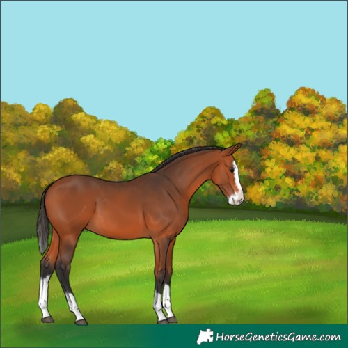 Horse Color:Bay Splash