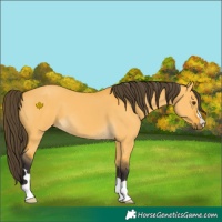 Horse Color:Buckskin Dun 