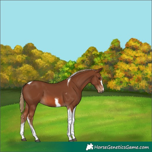 Horse Color:Chestnut Tobiano