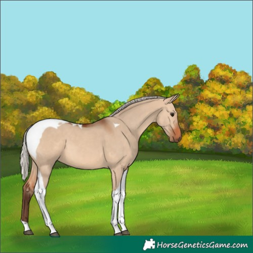 Horse Color:Silver Bay Dun Tobiano 