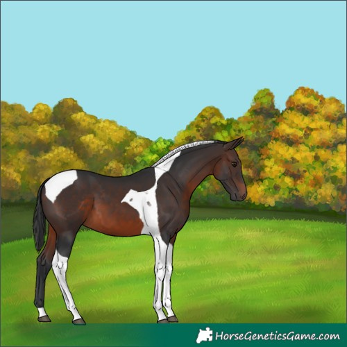 Horse Color:Brown Tobiano 