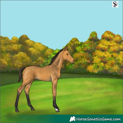 Horse Color:Buckskin 